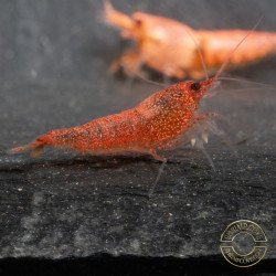 Red Steel Caridina Shrimp UK! freshwater Aquarium shrimp. Buy Now at Shrimp Cove here in the UK