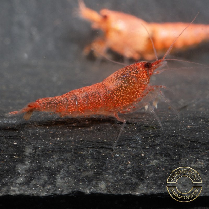 Red Steel Caridina Shrimp UK! freshwater Aquarium shrimp. Buy Now at Shrimp Cove here in the UK