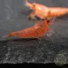 Red Steel Caridina Shrimp UK! freshwater Aquarium shrimp. Buy Now at Shrimp Cove here in the UK