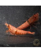 Red Steel Caridina Shrimp UK! freshwater Aquarium shrimp. Buy Now at Shrimp Cove here in the UK