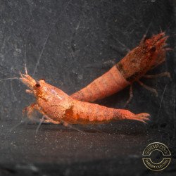 Red Steel Caridina Shrimp UK! freshwater Aquarium shrimp. Buy Now at Shrimp Cove here in the UK