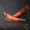 Red Steel Caridina Shrimp UK! freshwater Aquarium shrimp. Buy Now at Shrimp Cove here in the UK