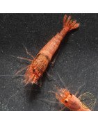Red Steel Caridina Shrimp UK! freshwater Aquarium shrimp. Buy Now at Shrimp Cove here in the UK