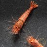 Red Steel Caridina Shrimp UK! freshwater Aquarium shrimp. Buy Now at Shrimp Cove here in the UK