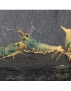 Blue Golden SUPER Steel Caridina Shrimp UK! freshwater Aquarium shrimp. Buy Now at Shrimp Cove here in the UK
