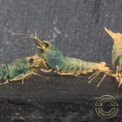 Blue Golden SUPER Steel Caridina Shrimp UK! freshwater Aquarium shrimp. Buy Now at Shrimp Cove here in the UK