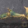 Blue Golden SUPER Steel Caridina Shrimp UK! freshwater Aquarium shrimp. Buy Now at Shrimp Cove here in the UK