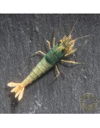 Blue Golden SUPER Steel Caridina Shrimp UK! freshwater Aquarium shrimp. Buy Now at Shrimp Cove here in the UK