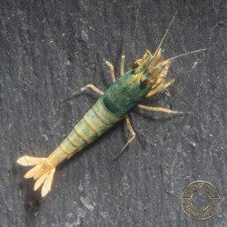 Blue Golden SUPER Steel Caridina Shrimp UK! freshwater Aquarium shrimp. Buy Now at Shrimp Cove here in the UK