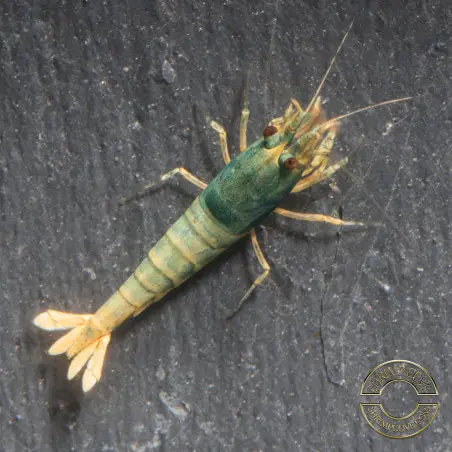 Blue Golden SUPER Steel Caridina Shrimp UK! freshwater Aquarium shrimp. Buy Now at Shrimp Cove here in the UK