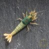 Blue Golden SUPER Steel Caridina Shrimp UK! freshwater Aquarium shrimp. Buy Now at Shrimp Cove here in the UK