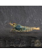 Blue Golden SUPER Steel Caridina Shrimp UK! freshwater Aquarium shrimp. Buy Now at Shrimp Cove here in the UK