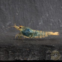Blue Golden SUPER Steel Caridina Shrimp UK! freshwater Aquarium shrimp. Buy Now at Shrimp Cove here in the UK