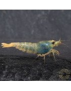 Blue Golden SUPER Steel Caridina Shrimp UK! freshwater Aquarium shrimp. Buy Now at Shrimp Cove here in the UK