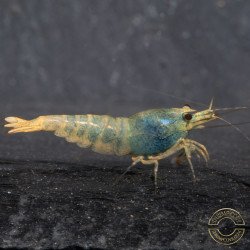 Blue Golden SUPER Steel Caridina Shrimp UK! freshwater Aquarium shrimp. Buy Now at Shrimp Cove here in the UK
