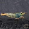 Blue Golden SUPER Steel Caridina Shrimp UK! freshwater Aquarium shrimp. Buy Now at Shrimp Cove here in the UK
