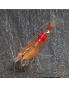 Red Dragon Calceo Bee Caridina shrimp at Shrimp Cove UK