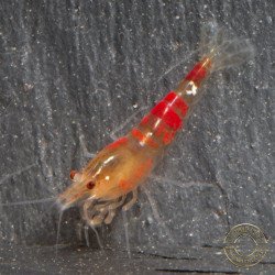 Red Dragon Calceo Bee Caridina shrimp at Shrimp Cove UK