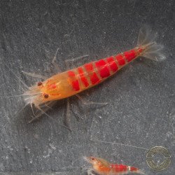 Red Dragon Calceo Bee Caridina shrimp at Shrimp Cove UK