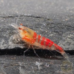 Red Dragon Calceo Bee Caridina shrimp at Shrimp Cove UK
