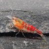 Red Dragon Calceo Bee Caridina shrimp at Shrimp Cove UK