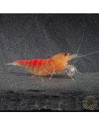 Red Dragon Calceo Bee Caridina shrimp at Shrimp Cove UK