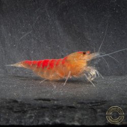 Red Dragon Calceo Bee Caridina shrimp at Shrimp Cove UK