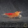 Red Dragon Calceo Bee Caridina shrimp at Shrimp Cove UK