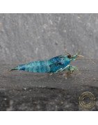 High Grade Extreme Blue Bolt Caridina Shrimp Buy Now | Shrimp Cove