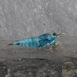 High Grade Extreme Blue Bolt Shrimp Buy Now at Shrimp Cove