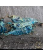 High Grade Extreme Blue Bolt Caridina Shrimp Buy Now | Shrimp Cove