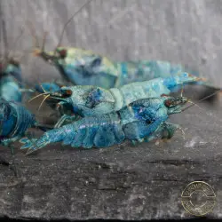 High Grade Extreme Blue Bolt Shrimp Buy Now at Shrimp Cove