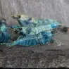 High Grade Extreme Blue Bolt Shrimp Buy Now at Shrimp Cove
