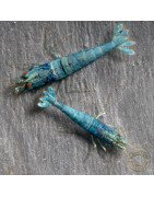 High Grade Extreme Blue Bolt Caridina Shrimp Buy Now | Shrimp Cove