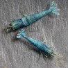High Grade Extreme Blue Bolt Shrimp Buy Now at Shrimp Cove