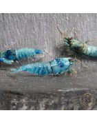 High Grade Extreme Blue Bolt Caridina Shrimp Buy Now | Shrimp Cove