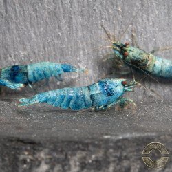High Grade Extreme Blue Bolt Caridina Shrimp Buy Now | Shrimp Cove