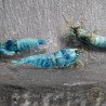 High Grade Extreme Blue Bolt Shrimp Buy Now at Shrimp Cove