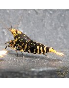 Purple Nanashi Metallic Caridina Shrimp buy now at Shrimp Cove next day delivery premium shrimp UK
