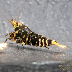 Purple Nanashi Metallic Caridina Shrimp buy now at Shrimp Cove next day delivery premium shrimp UK