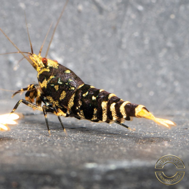 Purple Nanashi Metallic Caridina Shrimp buy now at Shrimp Cove next day delivery premium shrimp UK