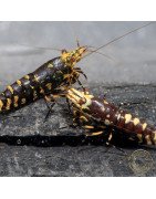 Purple Nanashi Metallic Caridina Shrimp buy now at Shrimp Cove next day delivery premium shrimp UK