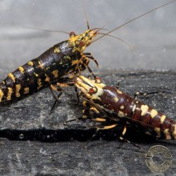 Purple Nanashi Metallic Caridina Shrimp buy now at Shrimp Cove next day delivery premium shrimp UK