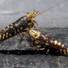 Purple Nanashi Metallic Caridina Shrimp buy now at Shrimp Cove next day delivery premium shrimp UK