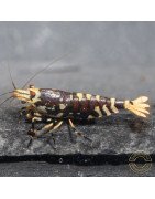 Purple Nanashi Metallic Caridina Shrimp buy now at Shrimp Cove next day delivery premium shrimp UK