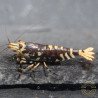 Purple Nanashi Metallic Caridina Shrimp buy now at Shrimp Cove next day delivery premium shrimp UK