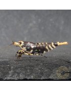 Purple Nanashi Metallic Caridina Shrimp buy now at Shrimp Cove next day delivery premium shrimp UK
