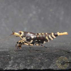 Purple Nanashi Metallic Caridina Shrimp buy now at Shrimp Cove next day delivery premium shrimp UK