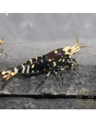 Purple Nanashi Metallic Caridina Shrimp buy now at Shrimp Cove next day delivery premium shrimp UK