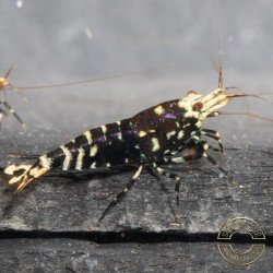 Purple Nanashi Metallic Caridina Shrimp buy now at Shrimp Cove next day delivery premium shrimp UK